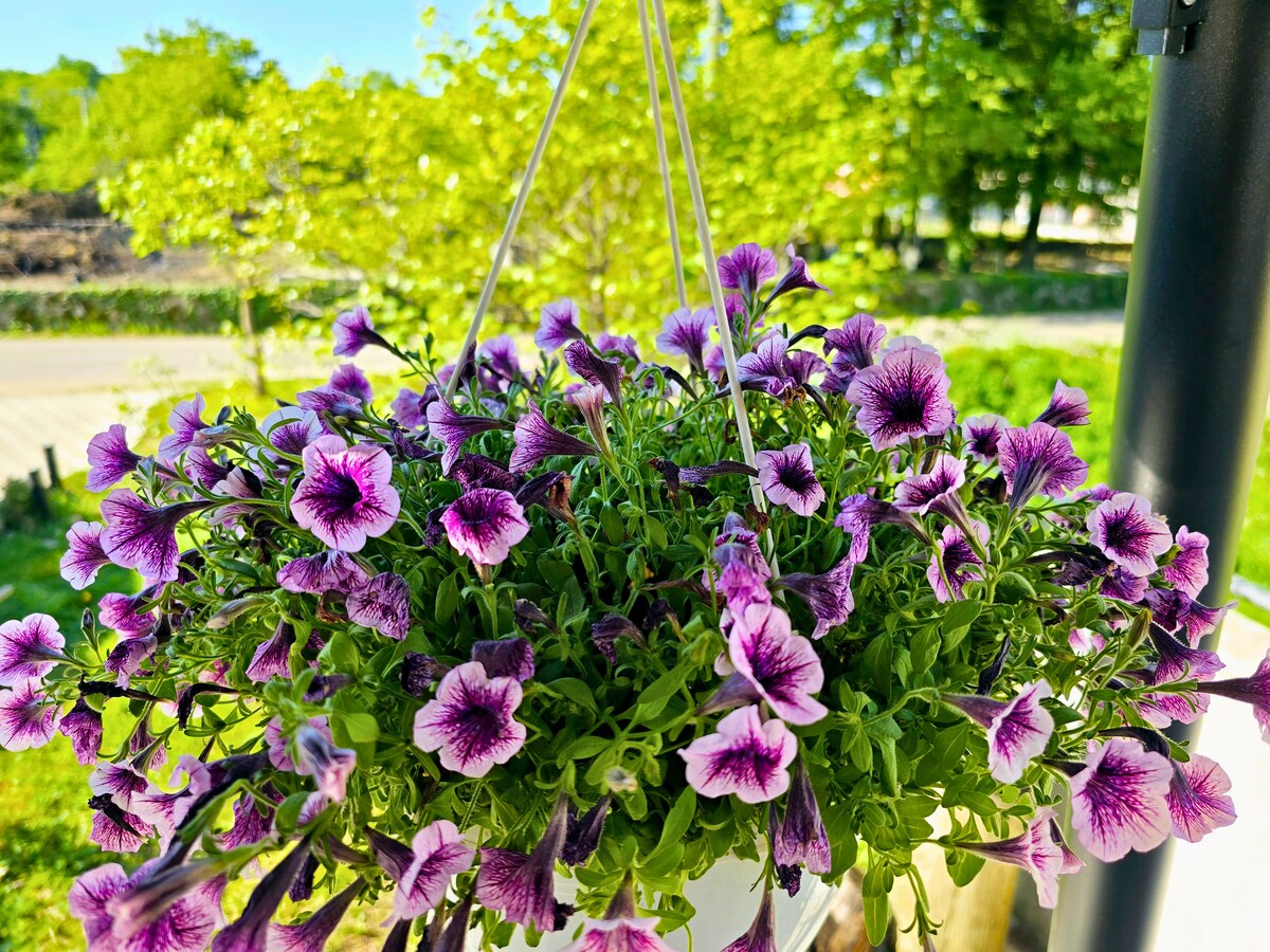 Lila Petunien in H&auml;ngeampel auf der Terrasse